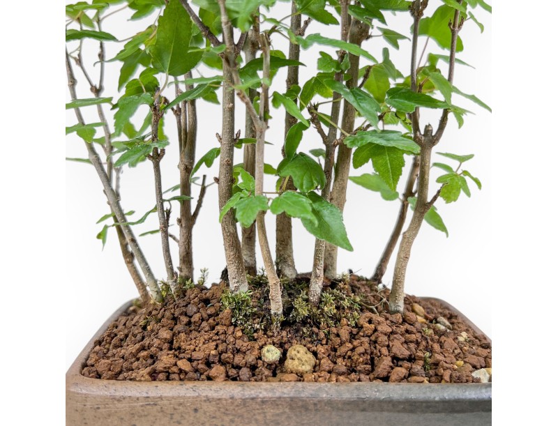 Shohin Bonsai aus Acer buergerianum – Ahorn %separator% %category%