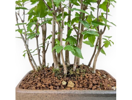 Shohin bonsai of Acer buergerianum - Maple %separator% %category%