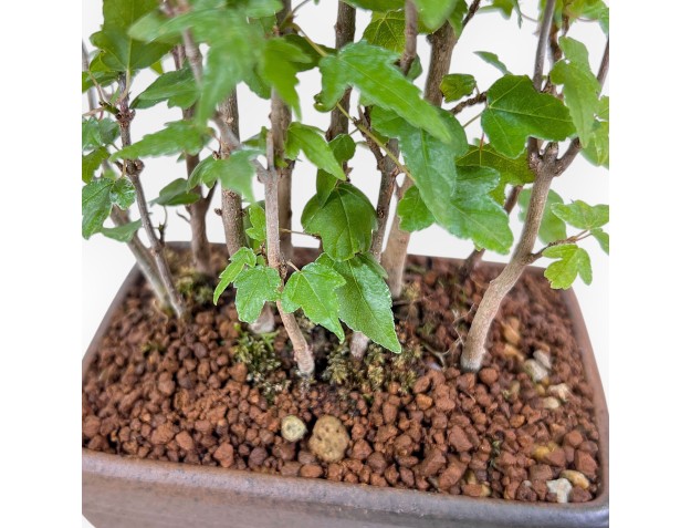 Shohin Bonsai aus Acer buergerianum – Ahorn %separator% %category% 2