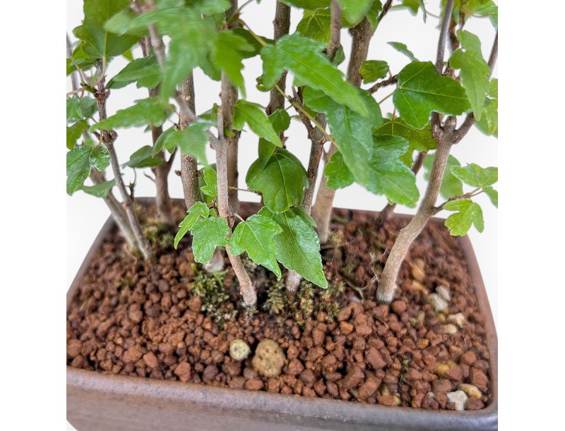 Shohin bonsai of Acer buergerianum - Maple %separator% %category%