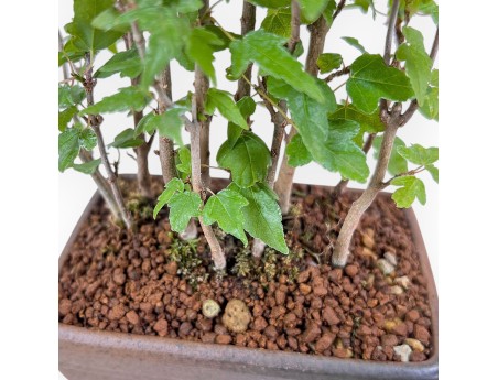 Bonsai shohin di Acer buergerianum - Acero %separator% %category%