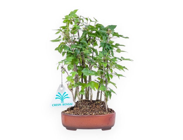 Bonsai shohin di Acer buergerianum - Acero %separator% %category%