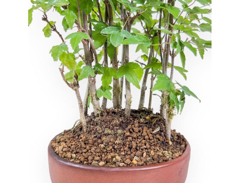 Shohin-Bonsai aus Acer buergerianum – Ahorn %separator% %category%