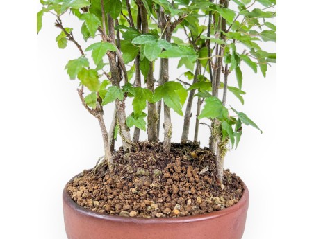 Bonsái shohin de Acer buergerianum - Arce %separator% %category%