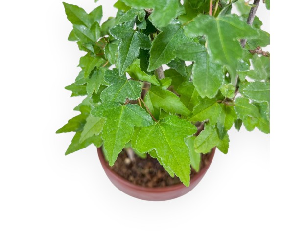 Bonsai shohin di Acer buergerianum - Acero %separator% %category% 2
