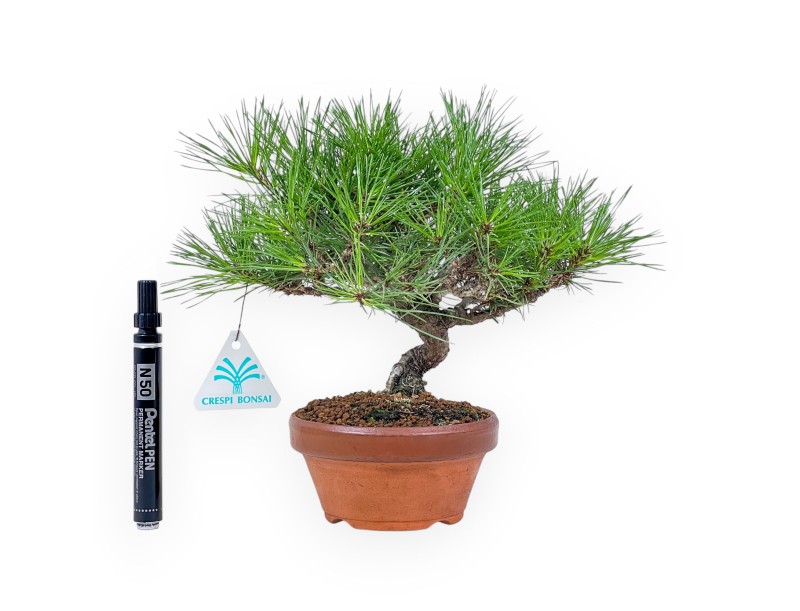 Bonsai shohin di Pinus thunbergii - Pino nero %separator% %category%