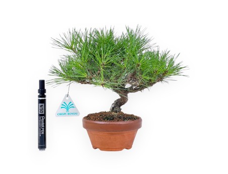 Bonsai shohin di Pinus thunbergii - Pino nero %separator% %category%