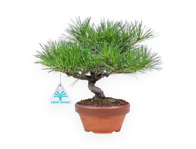 Bonsái shohin de Pinus thunbergii - Pino negro %separator% %category%