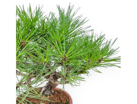 Bonsai shohin di Pinus thunbergii - Pino nero %separator% %category%