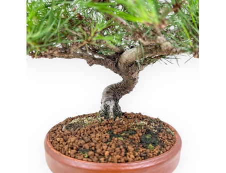 Bonsai shohin di Pinus thunbergii - Pino nero %separator% %category%