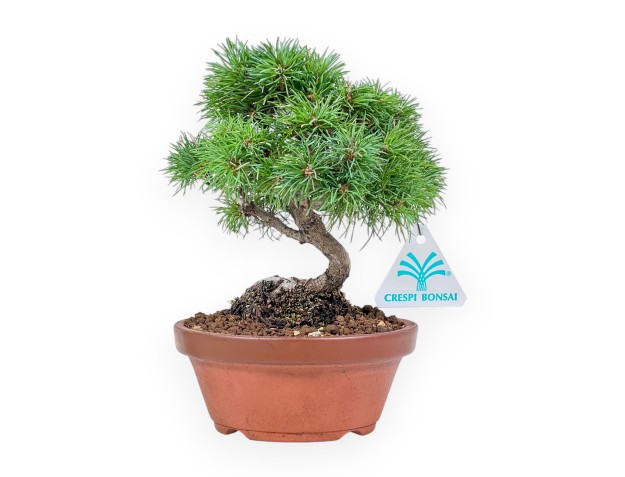 Pinus Pentaphylla bonsai %separator% %category%