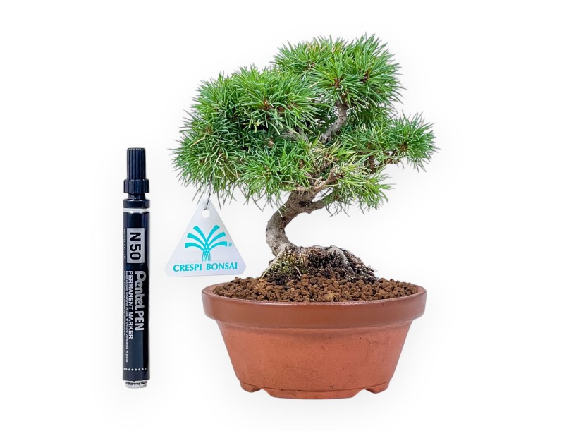 Bonsaï de Pinus pentaphylla %separator% %category%