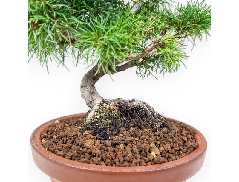 Pinus Pentaphylla bonsai %separator% %category%