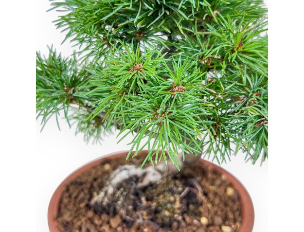 Bonsái de Pinus pentaphylla %separator% %category% 2