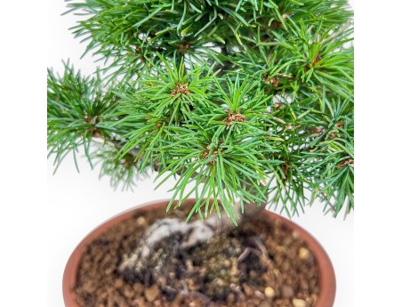 Pinus pentaphylla bonsai %separator% %category%