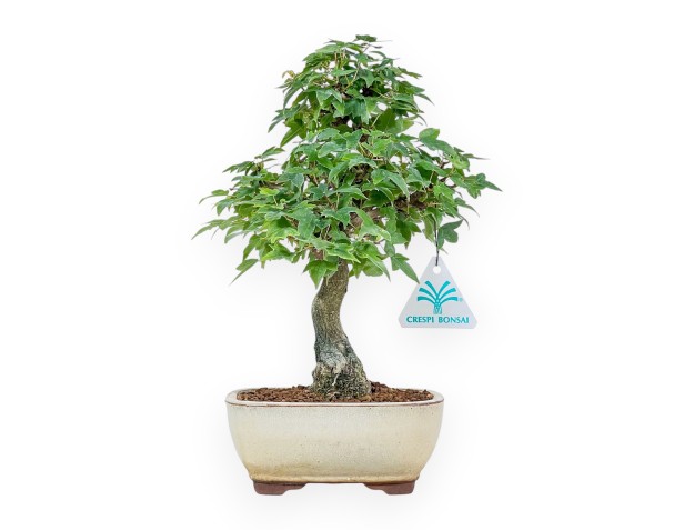 Bonsai aus Acer buergerianum – Ahorn %separator% %category%