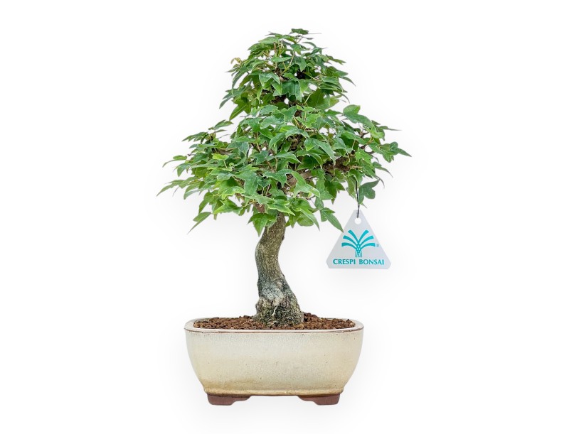 Bonsaï d'Acer buergerianum - Érable %separator% %category%