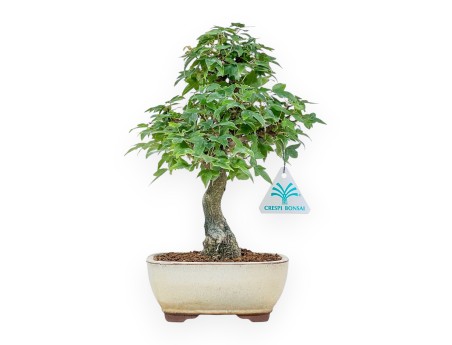 Bonsai di Acer buergerianum - Acero %separator% %category%