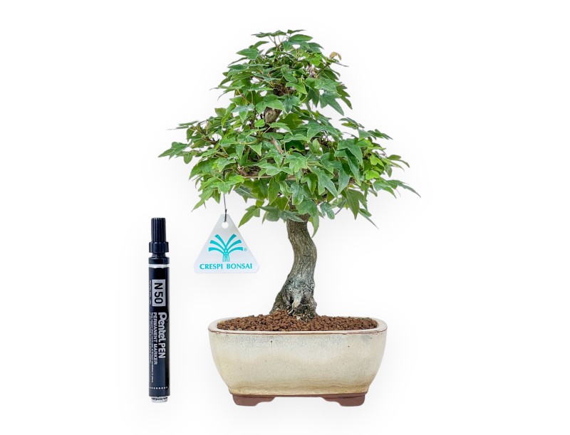 Bonsai di Acer buergerianum - Acero %separator% %category%