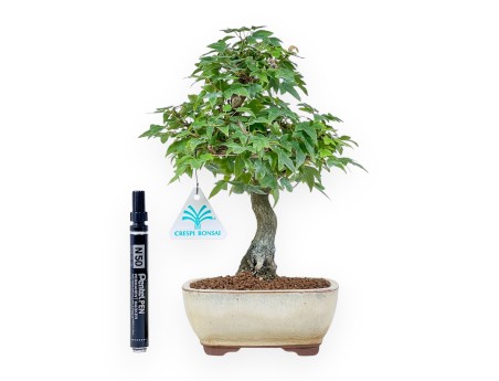 Acer buergerianum bonsai - Maple %separator% %category%