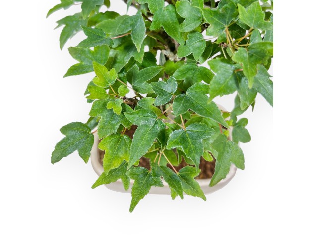 Bonsai di Acer buergerianum - Acero %separator% %category% 2