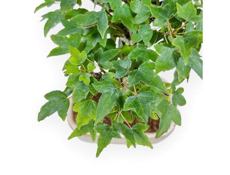 Acer buergerianum bonsai - Maple %separator% %category%