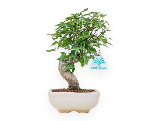 Bonsai di Acer buergerianum - Acero %separator% %category%
