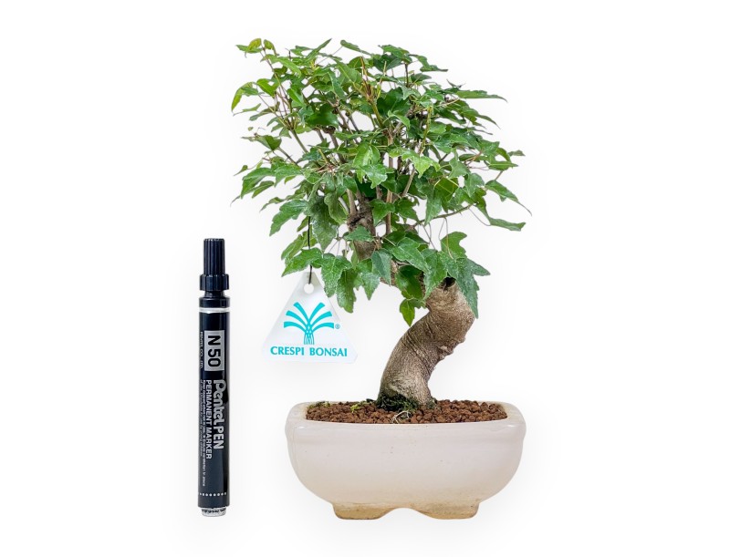 Bonsai di Acer buergerianum - Acero %separator% %category%