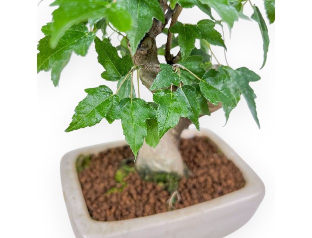 Bonsai aus Acer buergerianum – Ahorn %separator% %category% 2