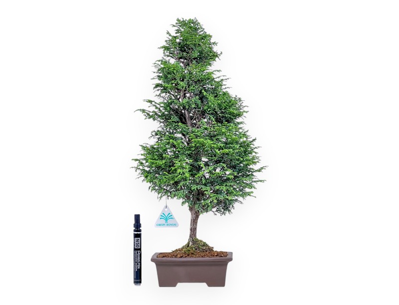 Bonsai di Chamaecyparis obtusa %separator% %category%