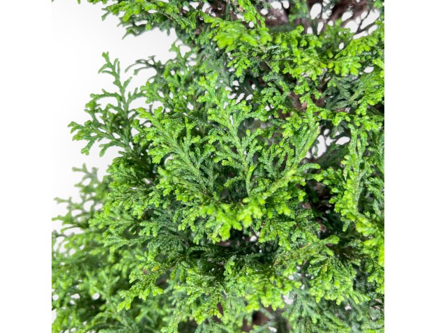 Bonsaï de Chamaecyparis obtusa %separator% %category% 2