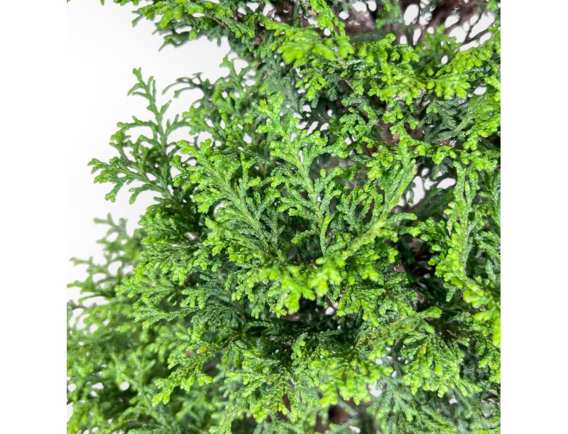 Bonsai di Chamaecyparis obtusa %separator% %category%