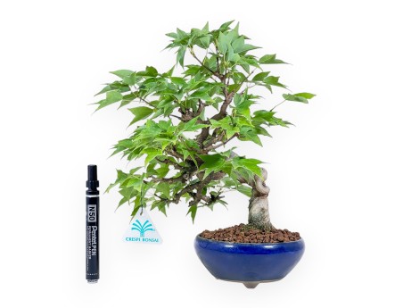 Bonsái de Acer buergerianum - Arce %separator% %category%
