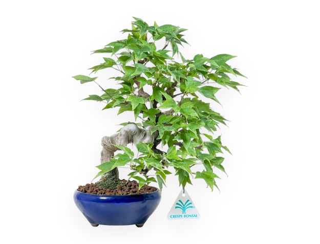 Bonsai di Acer buergerianum - Acero %separator% %category%
