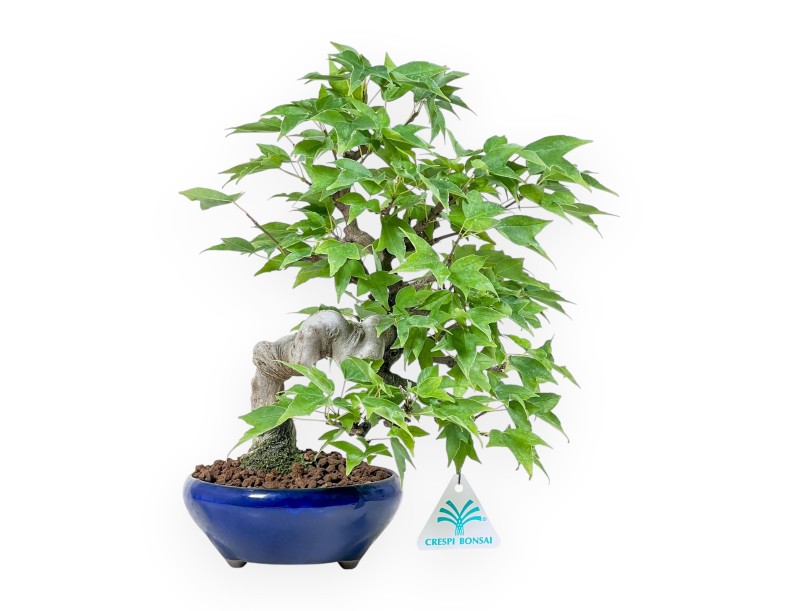 Acer buergerianum bonsai - Maple %separator% %category%