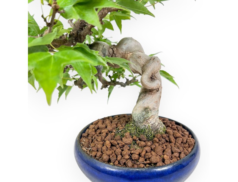 Bonsai aus Acer buergerianum – Ahorn %separator% %category%