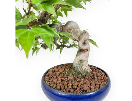 Bonsái de Acer buergerianum - Arce %separator% %category%