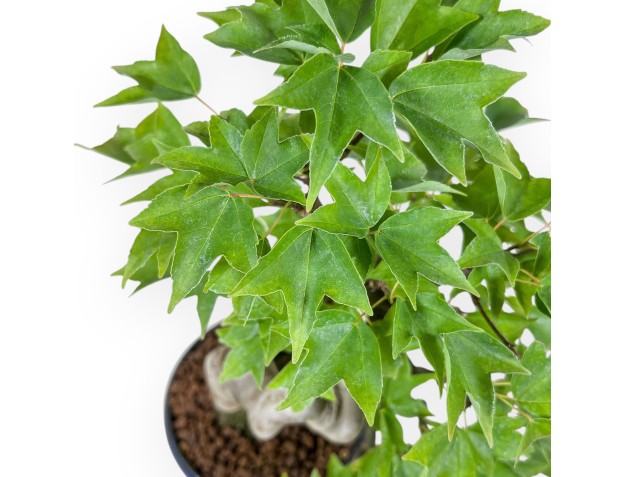 Bonsai van Acer buergerianum - Esdoorn %separator% %category% 2