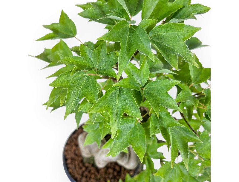 Bonsái de Acer buergerianum - Arce %separator% %category%