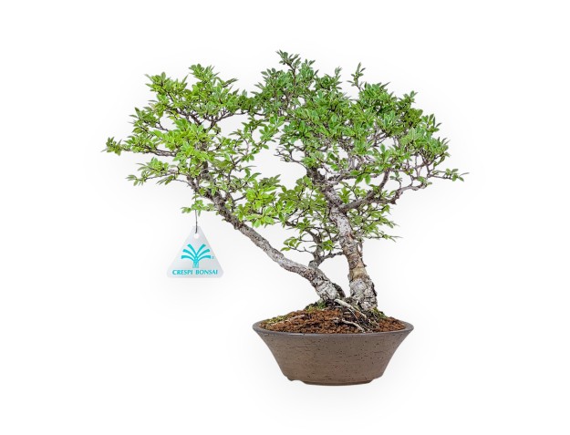 Bonsai van Ulmus parviflora - Iep %separator% %category%