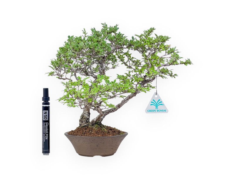 Bonsaï d'Ulmus parviflora - Orme %separator% %category%