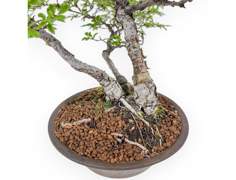 Bonsai van Ulmus parviflora - Iep %separator% %category%