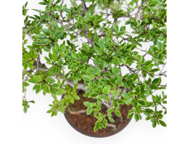 Bonsai van Ulmus parviflora - Iep %separator% %category% 2
