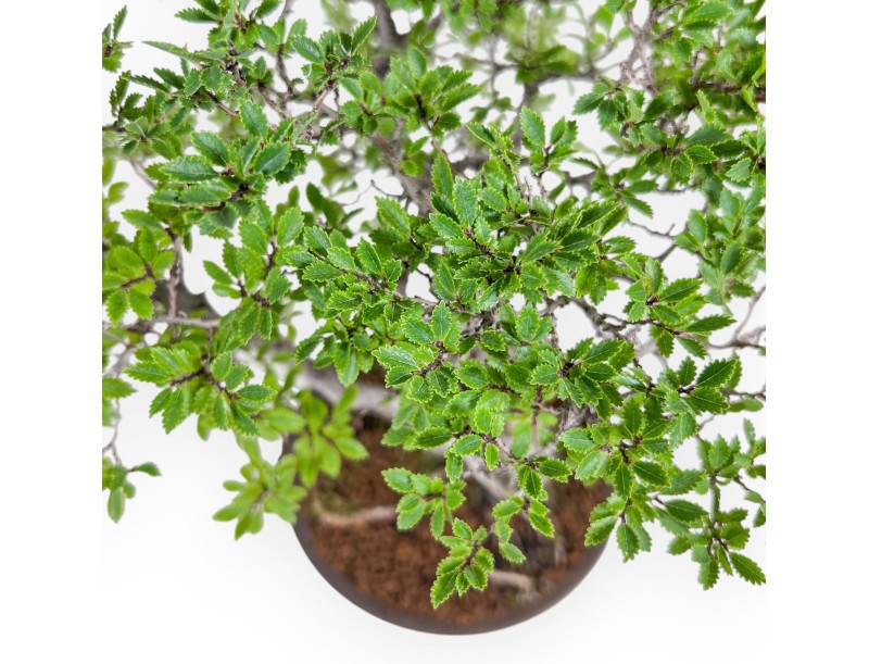 Ulmus parviflora bonsai – Elm %separator% %category%