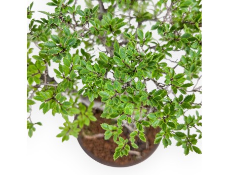 Bonsai di Ulmus parviflora - Olmo %separator% %category%