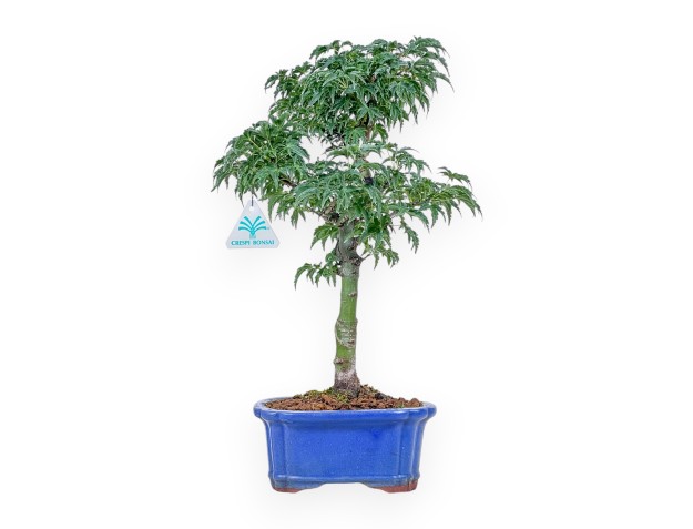 Bonsai van Acer palmatum shishigashira - Esdoorn %separator% %category%