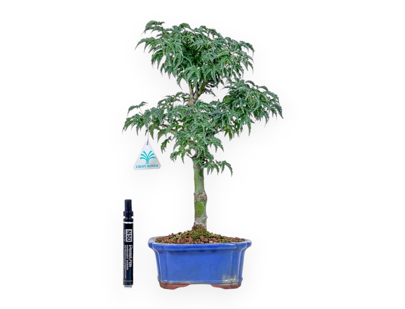 Bonsai di Acer palmatum shishigashira - Acero %separator% %category%