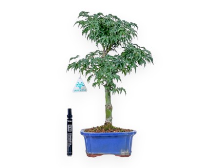 Acer palmatum Shishigashira bonsai - Maple %separator% %category%