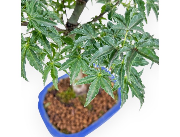 Bonsai di Acer palmatum shishigashira - Acero %separator% %category% 2
