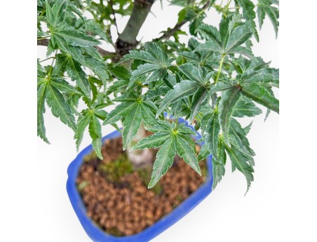 Acer palmatum Shishigashira bonsai - Maple %separator% %category%